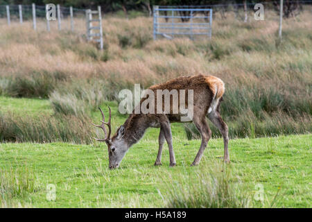 Red Deer cervo (Cervus elaphus) pascolano sulla brughiera vicino al recinto di cervi nelle Highlands scozzesi, Scozia Foto Stock