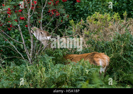 Red Deer cervo (Cervus elaphus) alimentazione su rowan / mountain-cenere (Sorbus aucuparia) nel sottobosco della foresta a bordo di in autunno Foto Stock