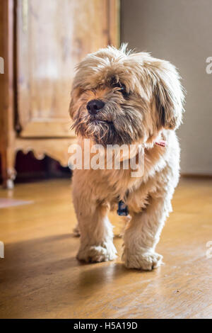 Bellissimo il cioccolato al latte di cane havanese Foto Stock