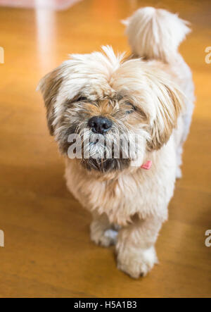 Bellissimo il cioccolato al latte di cane havanese Foto Stock