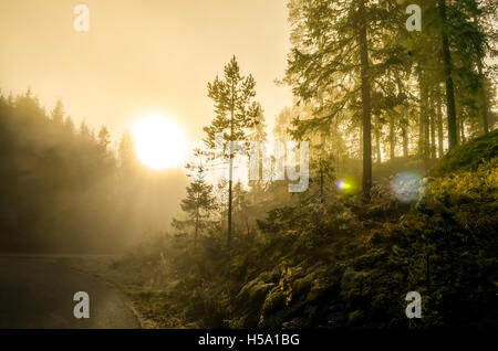 Nebbia di mattina in solitario strada norvegese e il paesaggio di legno durante l'autunno Foto Stock