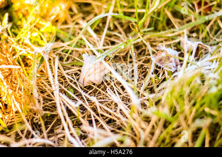 Frosty erba e foglie in mattinata il tempo di autunno Foto Stock