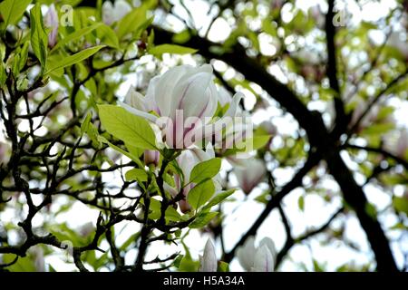 Piuttosto bianco fiori di magnolia sulla struttura ad albero Foto Stock