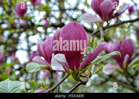 Rosa grazioso Magnolia fiorisce sulla struttura ad albero Foto Stock