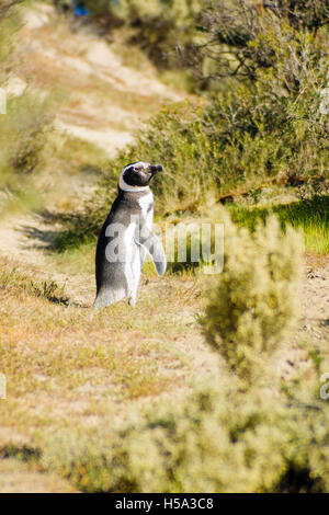 Magellanic Penguin nella penisola di Valdes, Argentina Foto Stock