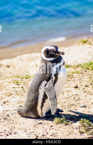 Magellanic Penguin nella penisola di Valdes, Argentina Foto Stock