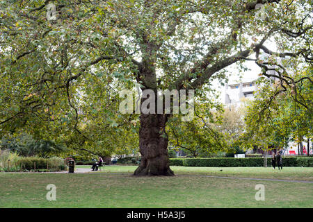 Brunswick Square Gardens, London, Regno Unito Foto Stock