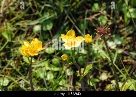 Minor Spearwort Ranunculus flammula Foto Stock