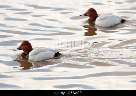 Maschio pochard comune (Aythya ferina) nuoto, Cambridgeshire, England, Regno Unito Foto Stock