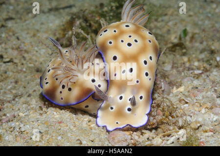 Due nudibranches (Risbecia tryoni) sono strisciare uno all'altro a formare una forma di cuore, Puerto Galera, Filippine Foto Stock