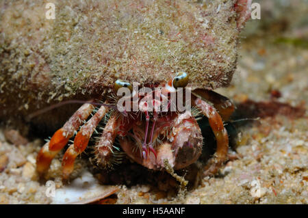 Anemone granchio eremita laden con una conchiglia grande coperta con piccoli frammenti di detriti per il camuffamento, Puerto Galera, Filippine Foto Stock