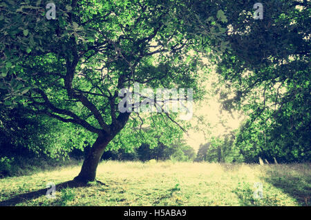 Albero solitario nel tramonto dorato con copia spazio. Foto Stock