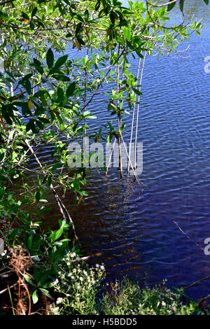 Stilt o antenna prop radici di mangrovia rossa (Rhizophora mangle) cresce in acqua Foto Stock