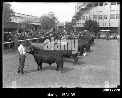 A giudicare Aberdeen Argus tori, Sydney Royal Easter Show Foto Stock