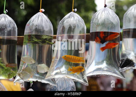 Un ben noto mercato solo di colorati pesci e animali domestici, in Galiff Street del mercato del PET , KOLKATA,West Bengal,l'India. Foto Stock