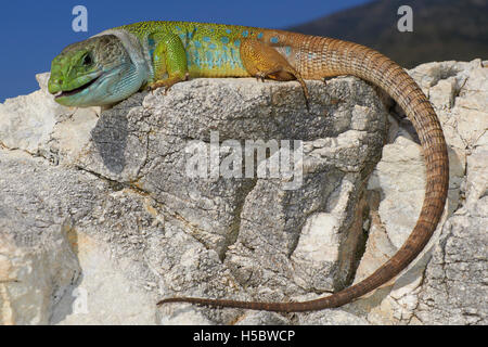 Ocellated lizard (Lacerta lepida), Timon Lepidus, Benalmadena, Malaga, Andalusia, Spagna Foto Stock