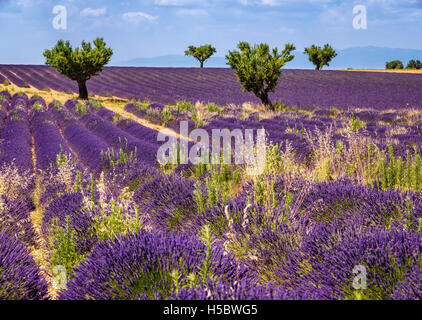 Campi di lavanda di Valensole con alberi di olivo. Estate in Alpes de Hautes Provence, Francia meridionale delle Alpi, Francia Foto Stock