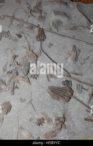 Crinoidi fossili, 350 milioni di anni dagli inizi del periodo Carbonifero, Indiana Foto Stock