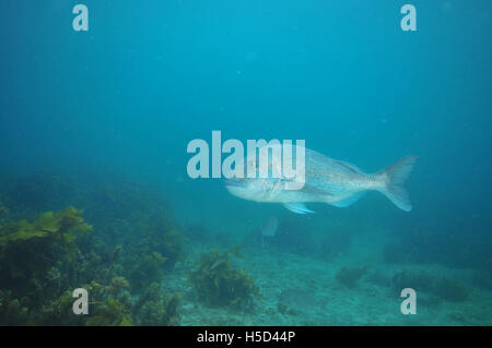 Adulto australasian snapper da crociera Foto Stock