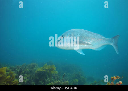 Adulto australasian snapper da crociera Foto Stock