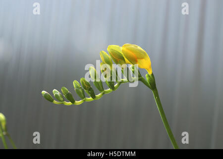 Close up freesias refracta alba o noto come freesias fiore giallo bud Foto Stock
