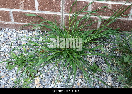 Erba e piante infestanti crescente vicino a un muro di mattoni Foto Stock