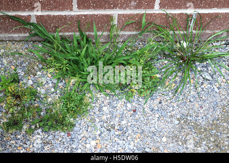 Erba e piante infestanti crescente vicino a un muro di mattoni Foto Stock