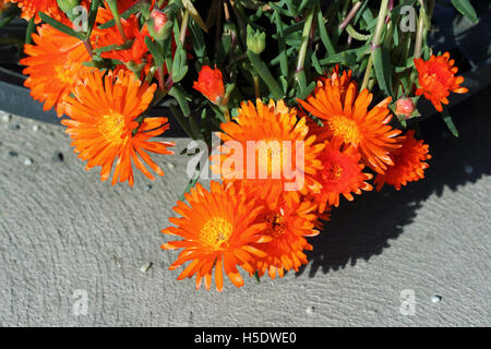 Mesembryanthemum o conosciuto come Orange faccia di maiale in piena fioritura Foto Stock