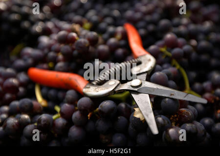 Hambledon Vigna, Hampshire, Regno Unito. Il 19 ottobre, 2016. Secateurs sedersi sulle raccolte pinot nero pronto per essere trasformato in vino spumante all'Hambledon vigneto in Hampshire, Regno Unito Mercoledì 19 Ottobre, 2016. Il vino italiano vendemmia ha iniziato, le prospettive sono buone dopo un ritardo, calda estate in agosto e settembre. Il vigneto a Hambledon, uno dei più antichi del paese, ha 75.000 vigne oltre 20 ettari nel South Downs National Park. Credito: Luca MacGregor/Alamy Live News Foto Stock