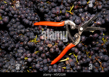 Hambledon Vigna, Hampshire, Regno Unito. Il 19 ottobre, 2016. Secateurs sedersi sulle raccolte pinot nero pronto per essere trasformato in vino spumante all'Hambledon vigneto in Hampshire, Regno Unito Mercoledì 19 Ottobre, 2016. Il vino italiano vendemmia ha iniziato, le prospettive sono buone dopo un ritardo, calda estate in agosto e settembre. Il vigneto a Hambledon, uno dei più antichi del paese, ha 75.000 vigne oltre 20 ettari nel South Downs National Park. Credito: Luca MacGregor/Alamy Live News Foto Stock