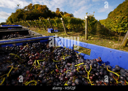 Hambledon Vigna, Hampshire, Regno Unito. Il 19 ottobre, 2016. Raccolte pinot nero, sedersi in gabbie pronte per essere trasformate in vino spumante all'Hambledon vigneto in Hampshire, Regno Unito Mercoledì 19 Ottobre, 2016. Il vino italiano vendemmia ha iniziato, le prospettive sono buone dopo un ritardo, calda estate in agosto e settembre. Il vigneto a Hambledon, uno dei più antichi del paese, ha 75.000 vigne oltre 20 ettari nel South Downs National Park. Credito: Luca MacGregor/Alamy Live News Foto Stock