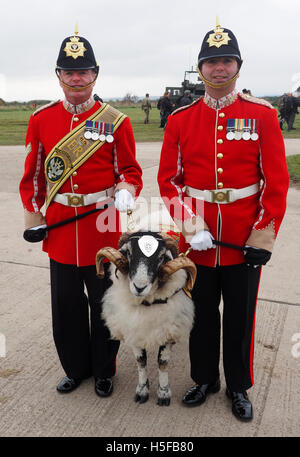 Salisbury, Wiltshire, Regno Unito. 20 ottobre, 2016. Il reggimento Mercian Swaledale pecore mascotte e escort partito. "Lcpl Derby" le pecore è stata recentemente promossa dal grado di Private come una ricompensa per il suo buon comportamento, soprattutto quando rappresentano il reggimento in parata. Lcpl Derby è il 29 Derby ram poiché la mascotte di introduzione nel 1858. L'esercito riconosce Lcpl Derby come un soldato e lui ha anche il suo proprio numero del reggimento e documentazione. Egli è pagato £3.75 al giorno. Credito: Dorset Media Service/Alamy Live News Foto Stock