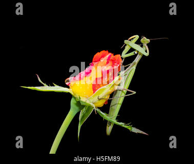Verde Mantide Religiosa mantide religiosa, seduto su un isolato rosebud su nero, pulizia le sue gambe da goccioline di acqua. Foto Stock