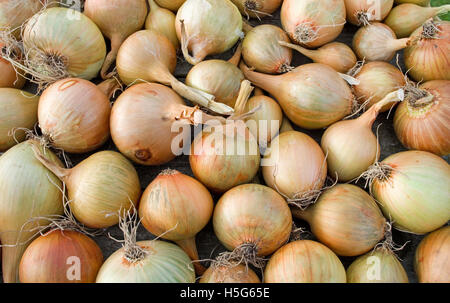 Close up home coltivate raccolte le cipolle Sturon e Centurion asciugatura sul vassoio in legno, Cumbria, England Regno Unito Foto Stock