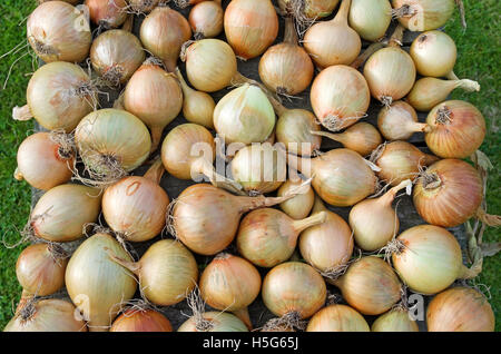 Cresciuto in casa raccolte le cipolle Sturon e Centurion asciugatura sul vassoio in legno in giardino, Cumbria, England Regno Unito Foto Stock