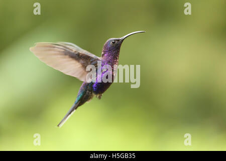 Violetto Sabbiamento di colibrì, Campylopterus hemileuurus, maschio, Costa Rica Foto Stock