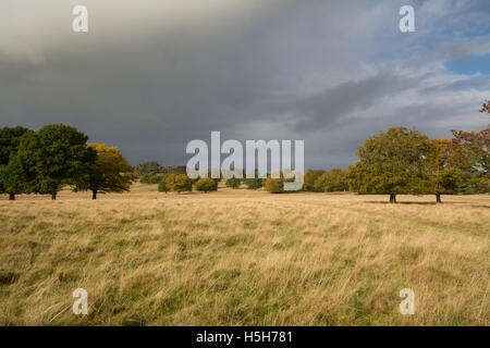 Paesaggio autunnale a Petworth Park nel West Sussex, in Inghilterra con il Rainbow Foto Stock