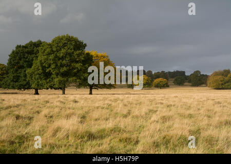 Paesaggio autunnale a Petworth Park nel West Sussex, in Inghilterra Foto Stock