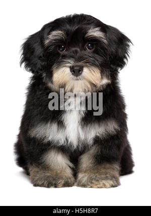 Splendido piccolo grazioso cucciolo havanese è seduta frontale Foto Stock