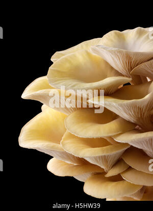 Raccolti freschi prodotti commestibili di colore giallo o golden oyster (funghi pleurotus) contro uno sfondo nero Foto Stock