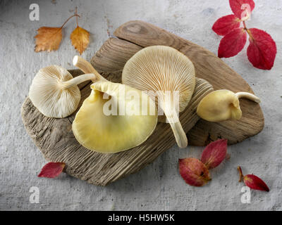 Raccolti freschi prodotti commestibili di colore giallo o golden oyster (funghi pleurotus citrinopileatus) Foto Stock