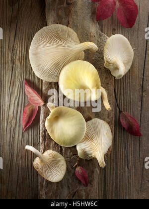 Raccolti freschi prodotti commestibili di colore giallo o golden oyster (funghi pleurotus citrinopileatus) Foto Stock