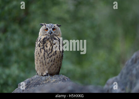 Gufo dell'aquila del Nord / Europaeischer Uhu ( bubo bubo ) seduto su una roccia in una vecchia cava, che strizza, sembra abbastanza divertente, fauna selvatica, Europa. Foto Stock