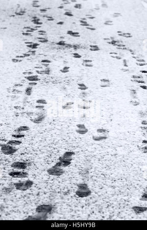 Piedi stampe su appena scesa la neve in inverno Foto Stock
