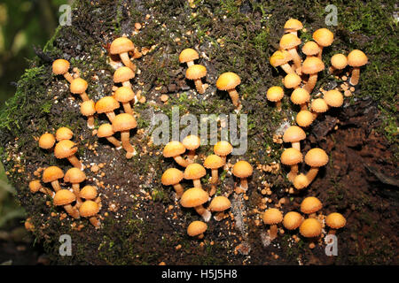 Woodtuft inguainato Kuehneromyces mutabilis giovani stage Foto Stock