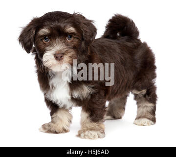 Carino chocholate scuro havanese cucciolo di cane è in piedi Foto Stock