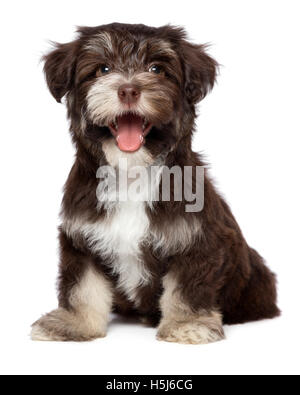 Divertente ridere chocholate havanese cucciolo di cane Foto Stock