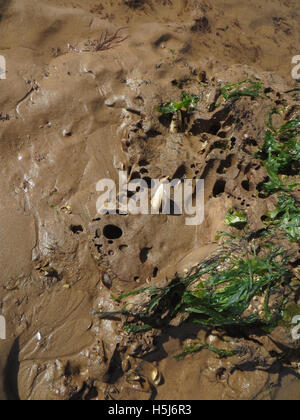 Comune (piddocks Pholas dactylus) in cunicoli in arenaria lontra nella sabbia bagnata su una spiaggia di Devon con alghe verdi Foto Stock