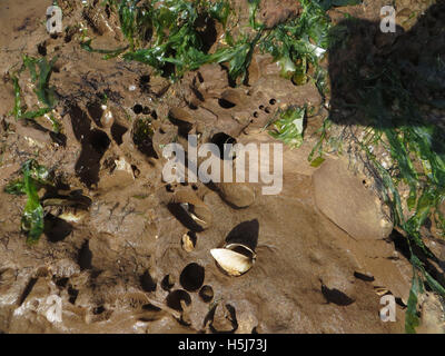 Comune (piddocks Pholas dactylus) in cunicoli in arenaria lontra nella sabbia bagnata su una spiaggia di Devon con alghe verdi Foto Stock