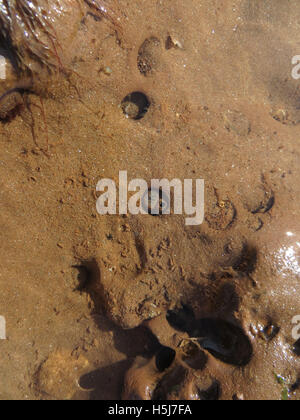Sommerso piddocks comune (Pholas dactylus) in cunicoli in arenaria lontra nella sabbia bagnata su una spiaggia di Devon Foto Stock